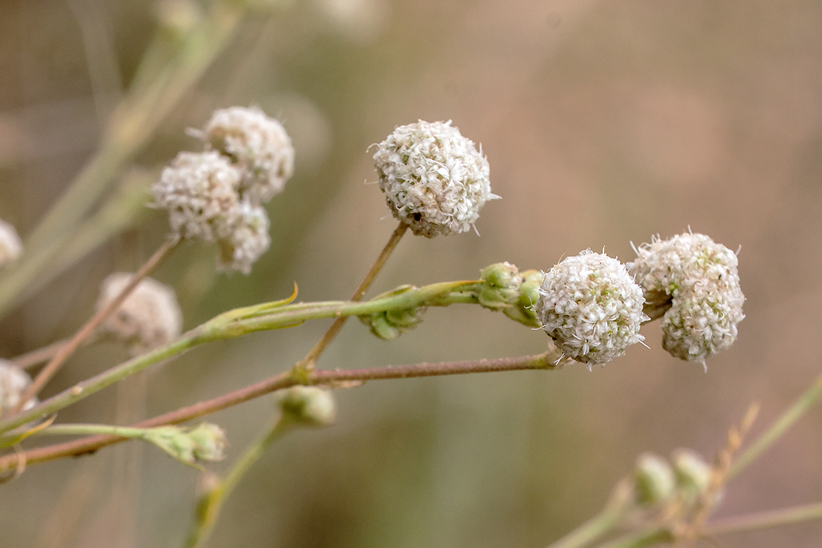 Image of Gypsophila glomerata specimen.