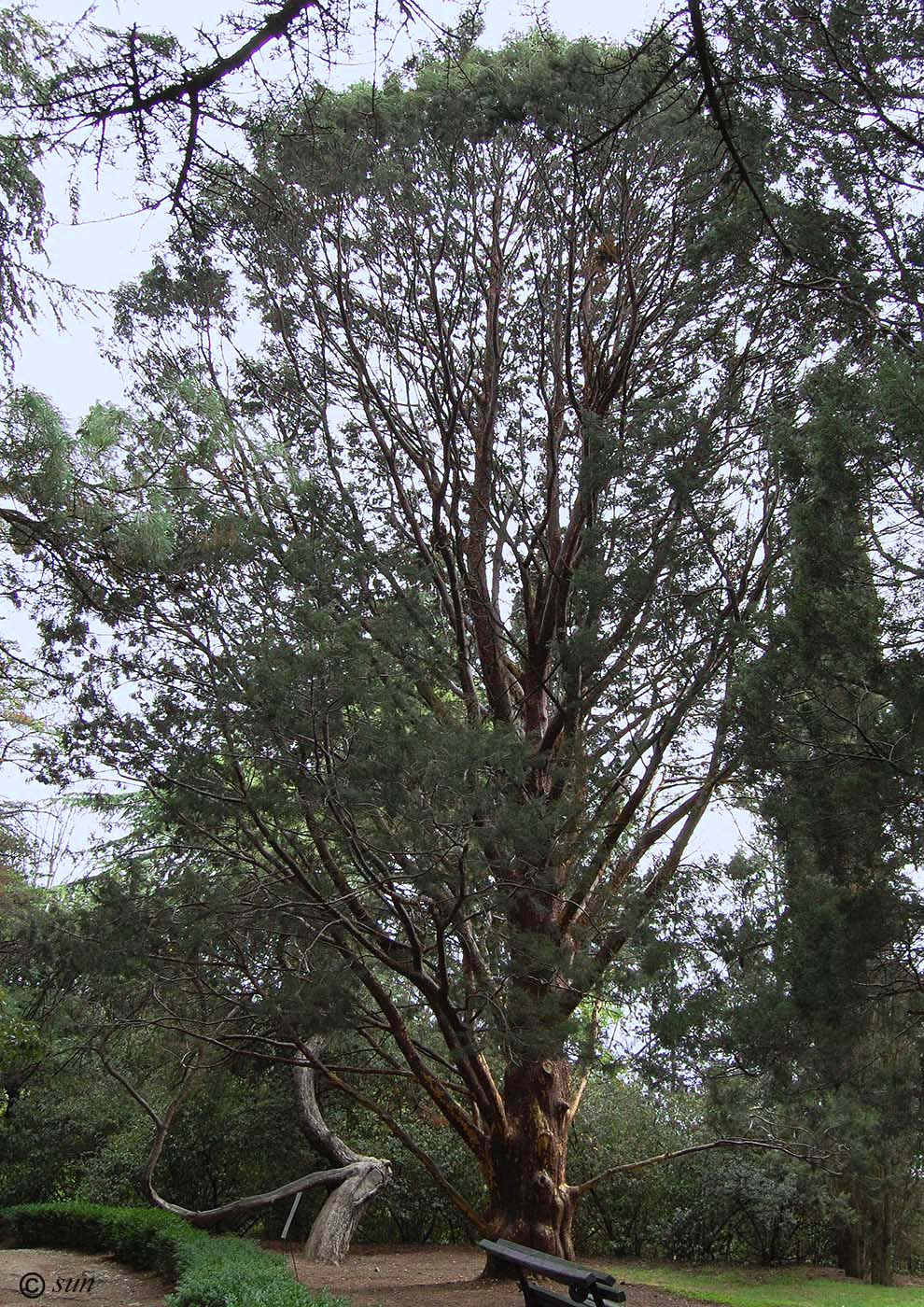 Image of Cupressus guadalupensis specimen.