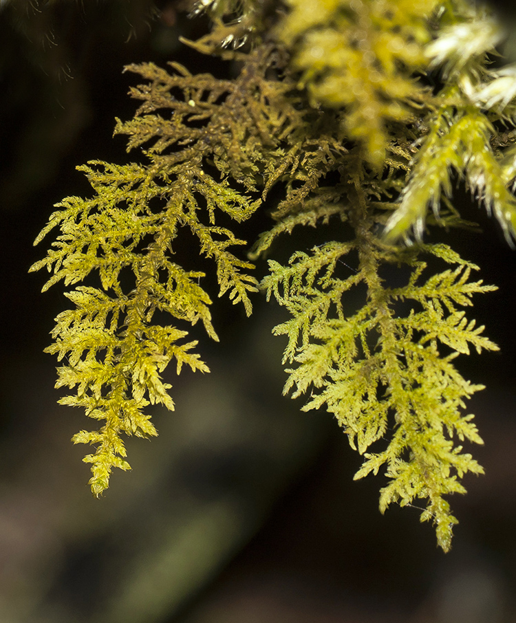 Image of Thuidium recognitum specimen.