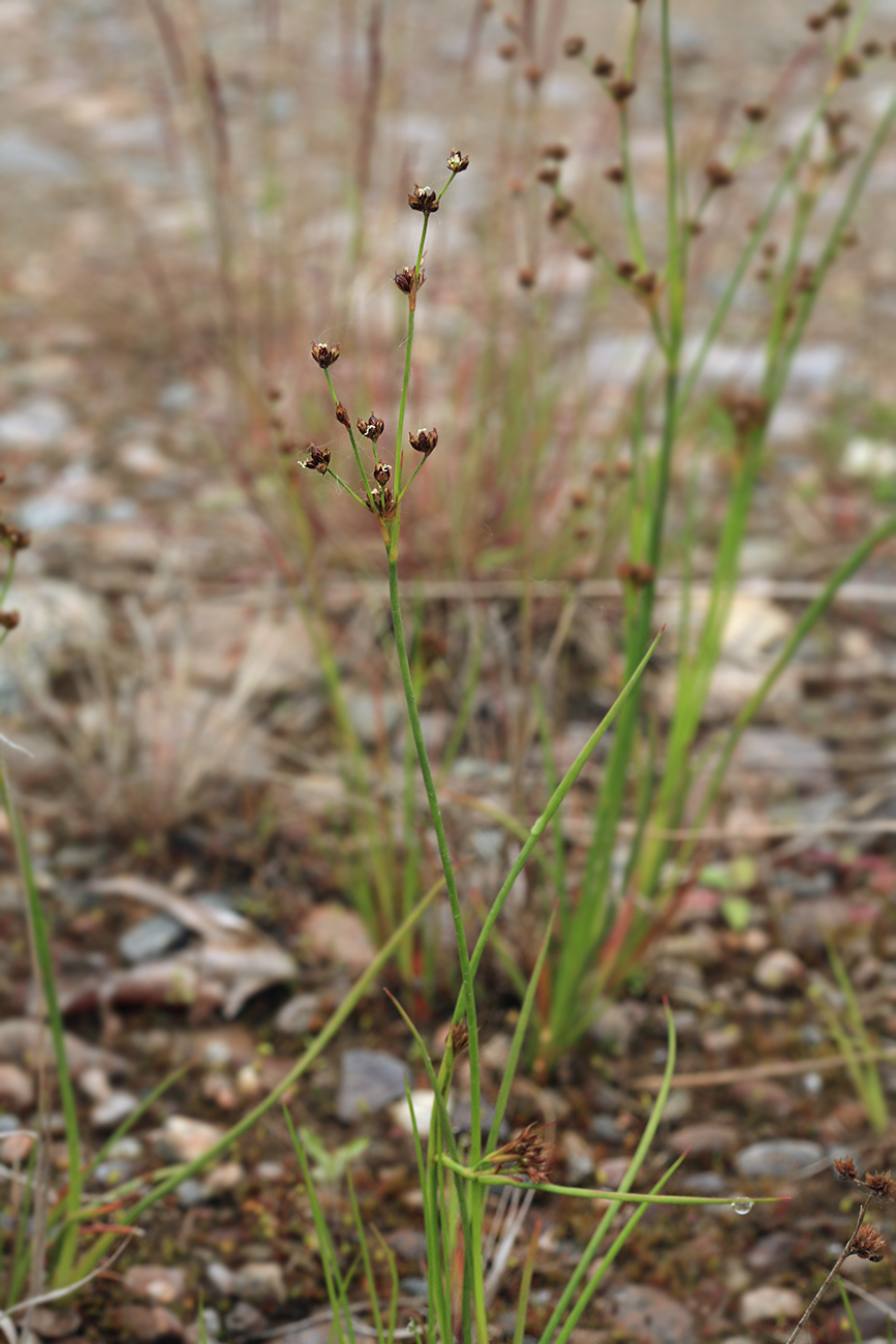 Изображение особи Juncus articulatus.