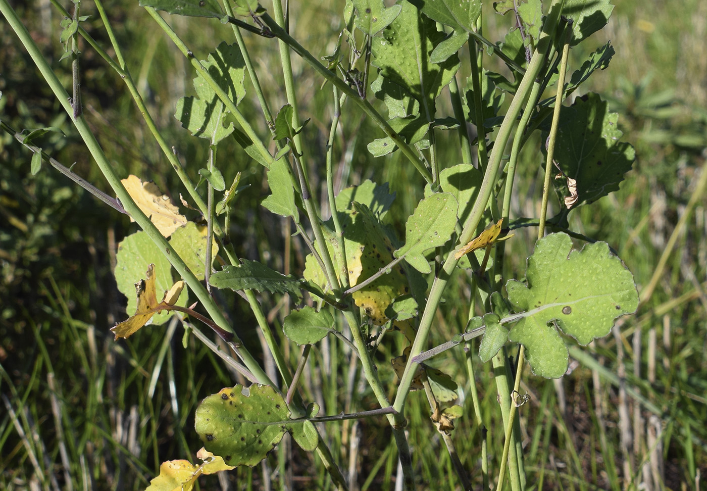 Image of Brassica fruticulosa specimen.