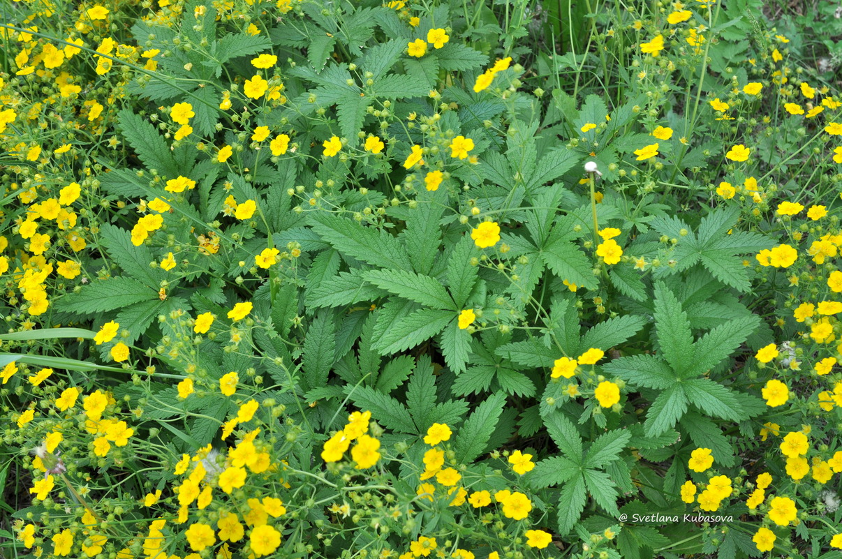 Image of Potentilla chrysantha specimen.