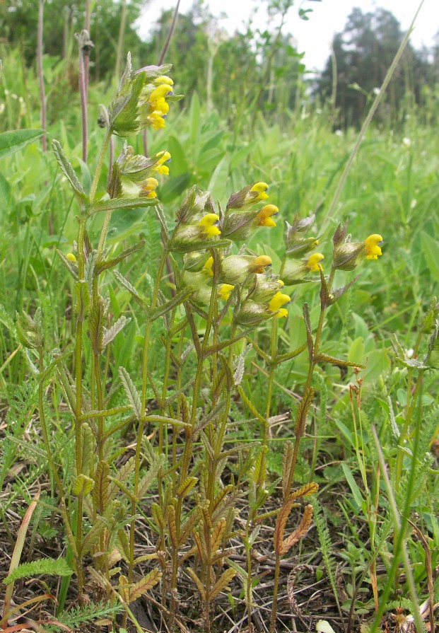 Image of Rhinanthus minor specimen.