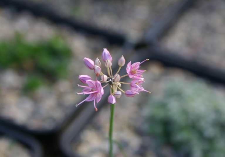 Image of Allium kokanicum specimen.