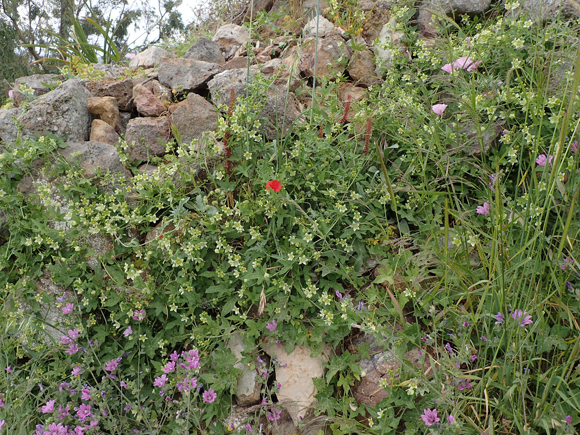 Image of Bryonia cretica specimen.