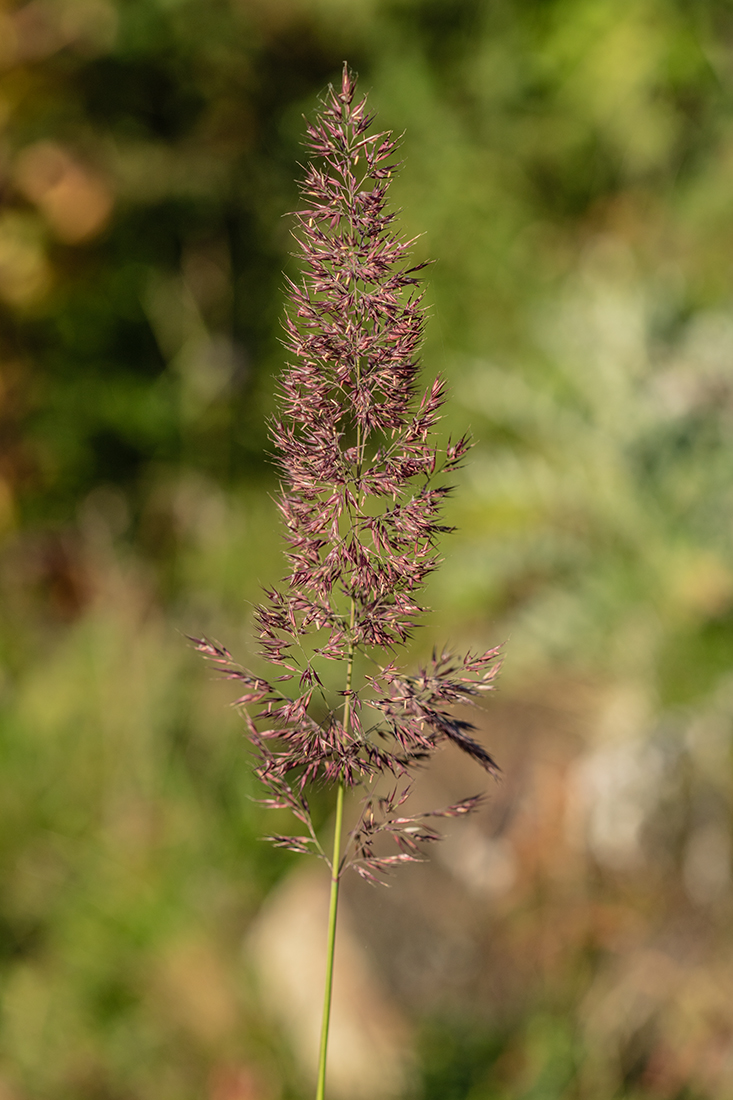 Image of genus Calamagrostis specimen.