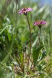 Taraxacum porphyranthum. Цветущее растение. Краснодарский край, Мостовский р-н, с.-в. склон горы Малый Тхач, субальпийский луг. 12.06.2019.