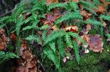 Polypodium vulgare