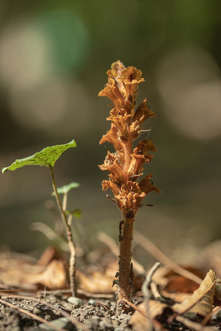 Image of genus Orobanche specimen.