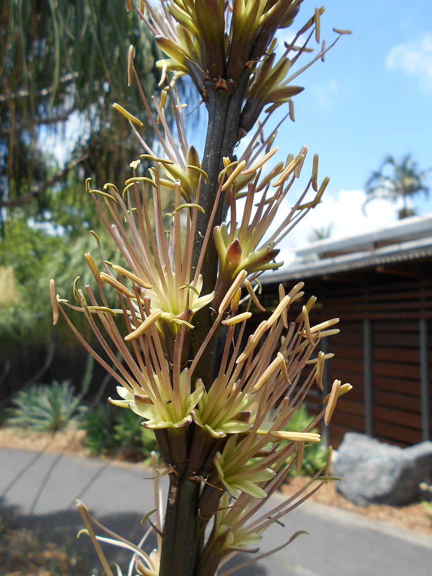 Image of Agave stricta specimen.