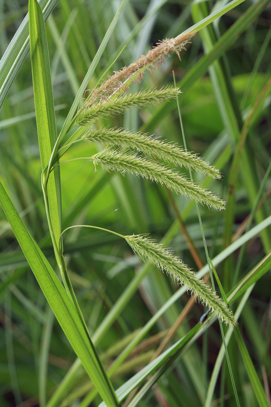 Image of Carex pseudocyperus specimen.