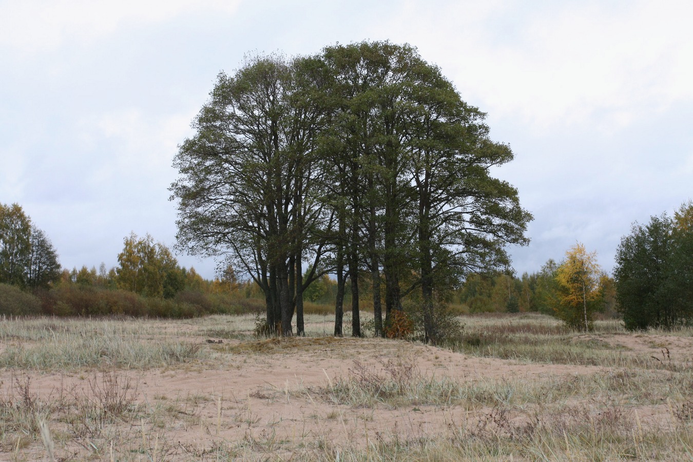 Image of Alnus glutinosa specimen.