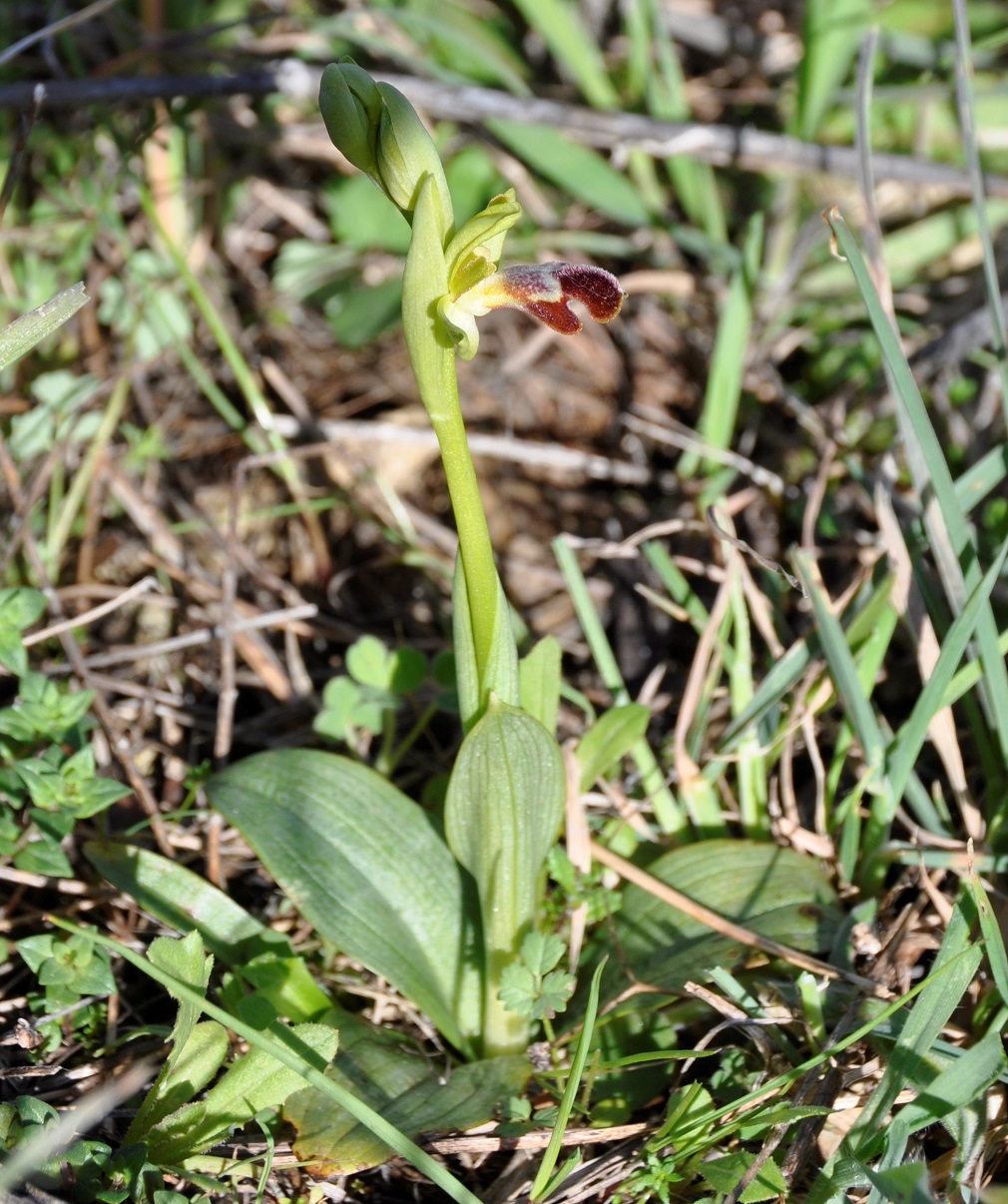 Image of Ophrys omegaifera ssp. israelitica specimen.