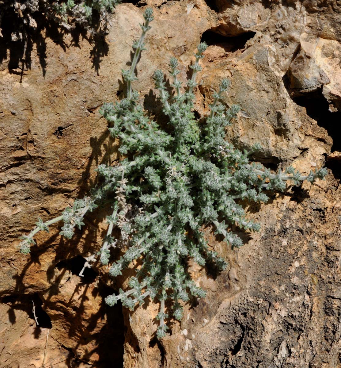 Image of Galium canum specimen.