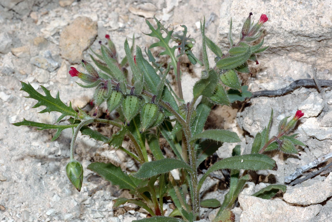 Image of Nonea caspica specimen.