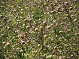 Crambe tataria. Часть соплодия. Украина, Черкасская обл., Каневский р-н, Региональный ландшафтный парк \"Трахтемиров\", восстановленный степной участок. 3 июля 2010 г.