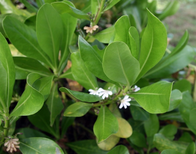 Image of Scaevola taccada specimen.