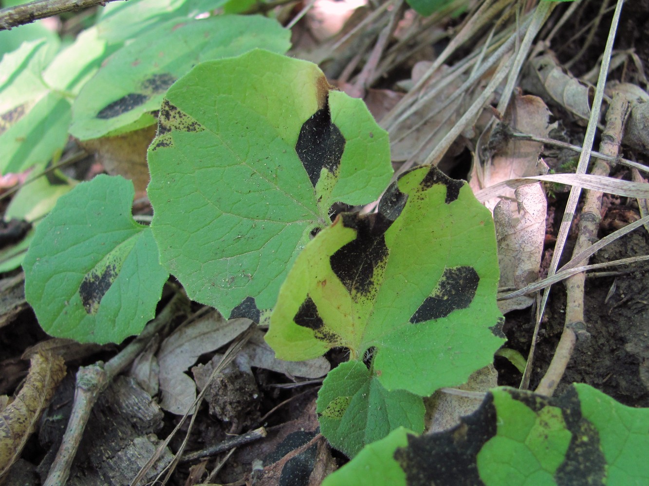 Image of Doronicum orientale specimen.