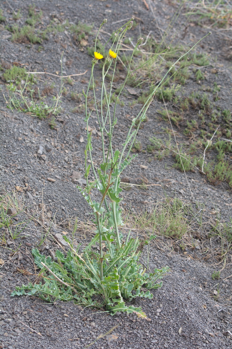 Image of Reichardia dichotoma specimen.