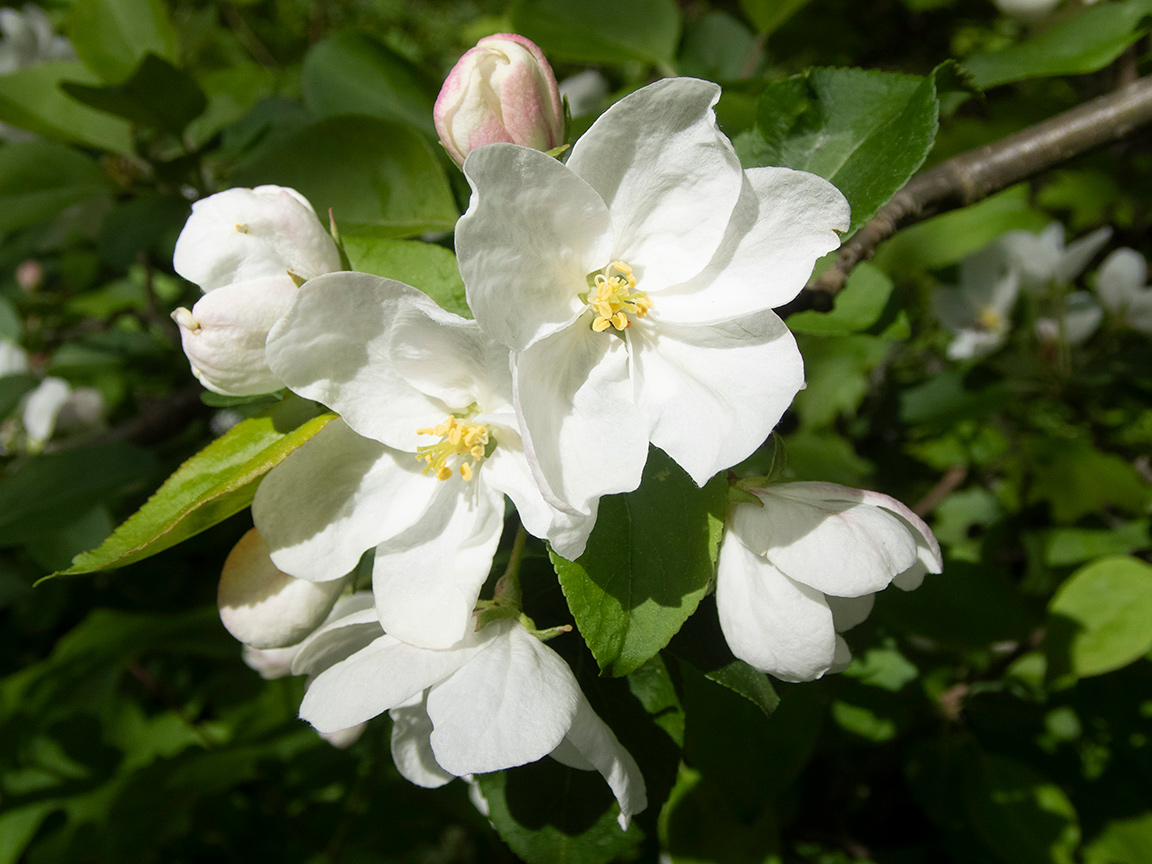 Image of genus Malus specimen.