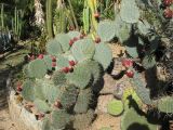 genus Opuntia. Плодоносящее растение. Испания, Каталония, провинция Girona, Costa Brava, Blanes, ботанический сад \"Pinya de Rosa\". 27 октября 2008 г.
