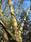 Platanus × acerifolia. Скелетные ветви взрослого дерева с частично опавшей корой. Украина, Львов, Стрыйский парк, в культуре. 4 января 2007 г.