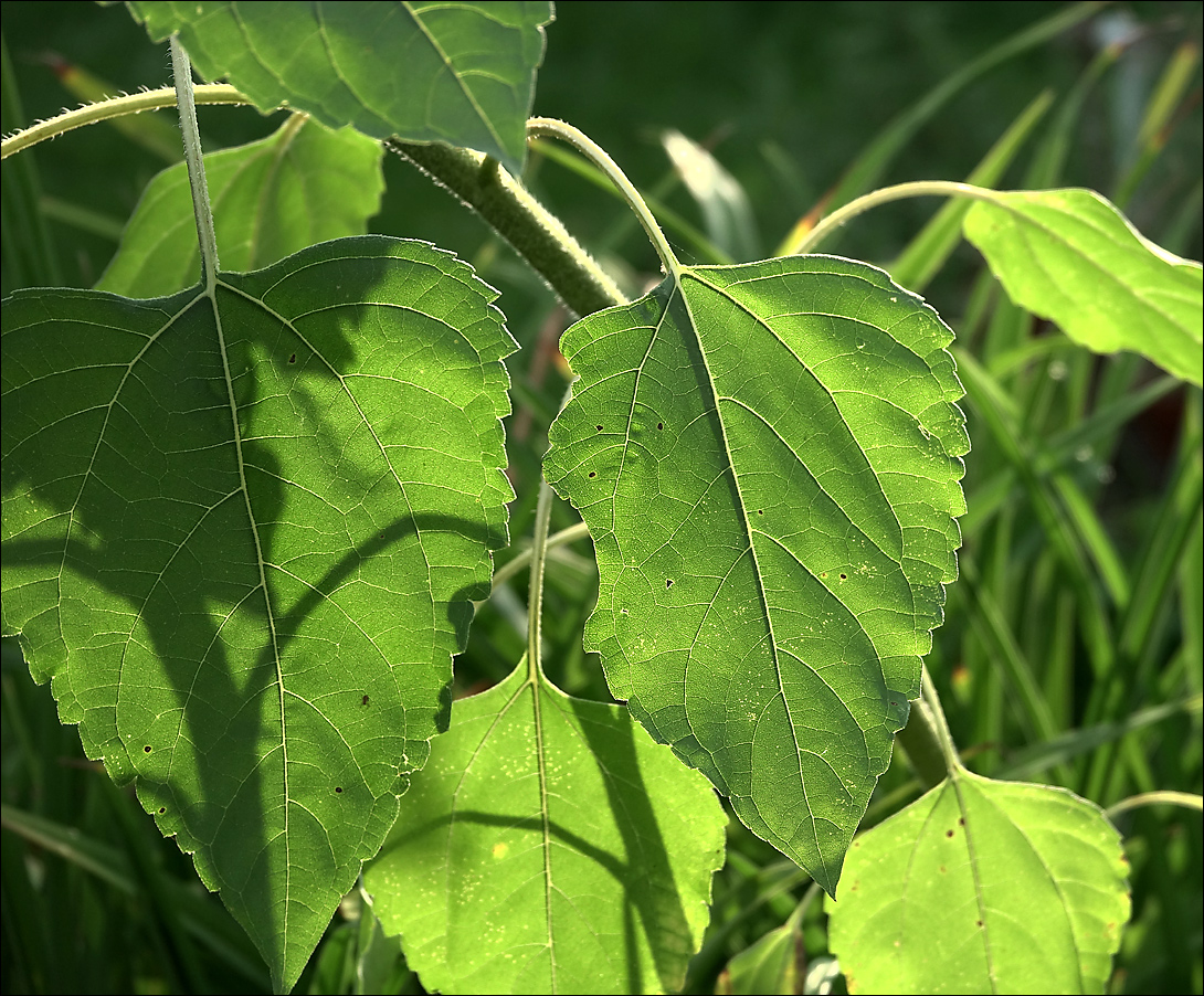 Image of Helianthus annuus specimen.