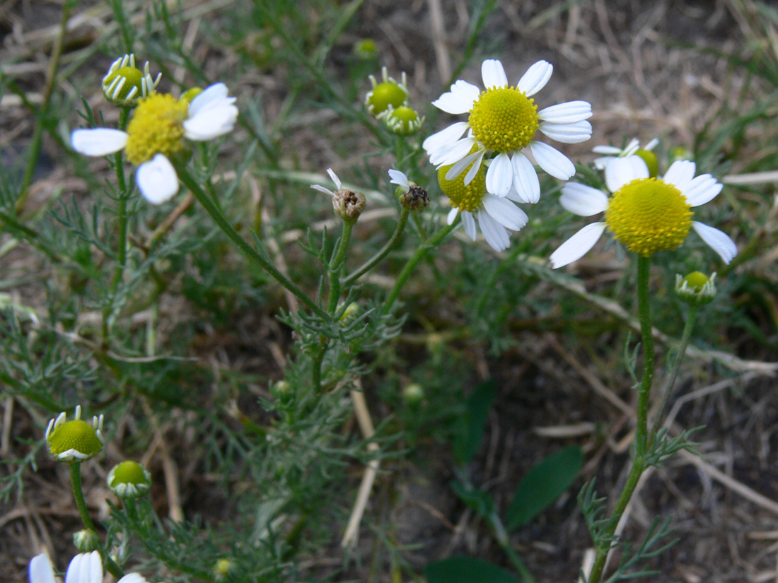 Image of Matricaria recutita specimen.