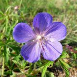 Geranium pratense подвид sergievskajae. Цветок. Хакасия, Ширинский р-н, с. Ефремкино, во дворе дома. 08.07.2020.