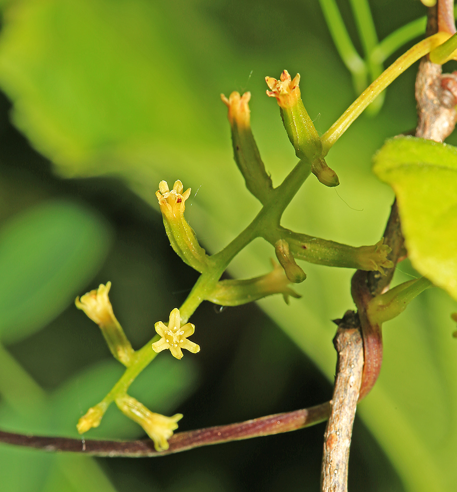 Image of Dioscorea nipponica specimen.