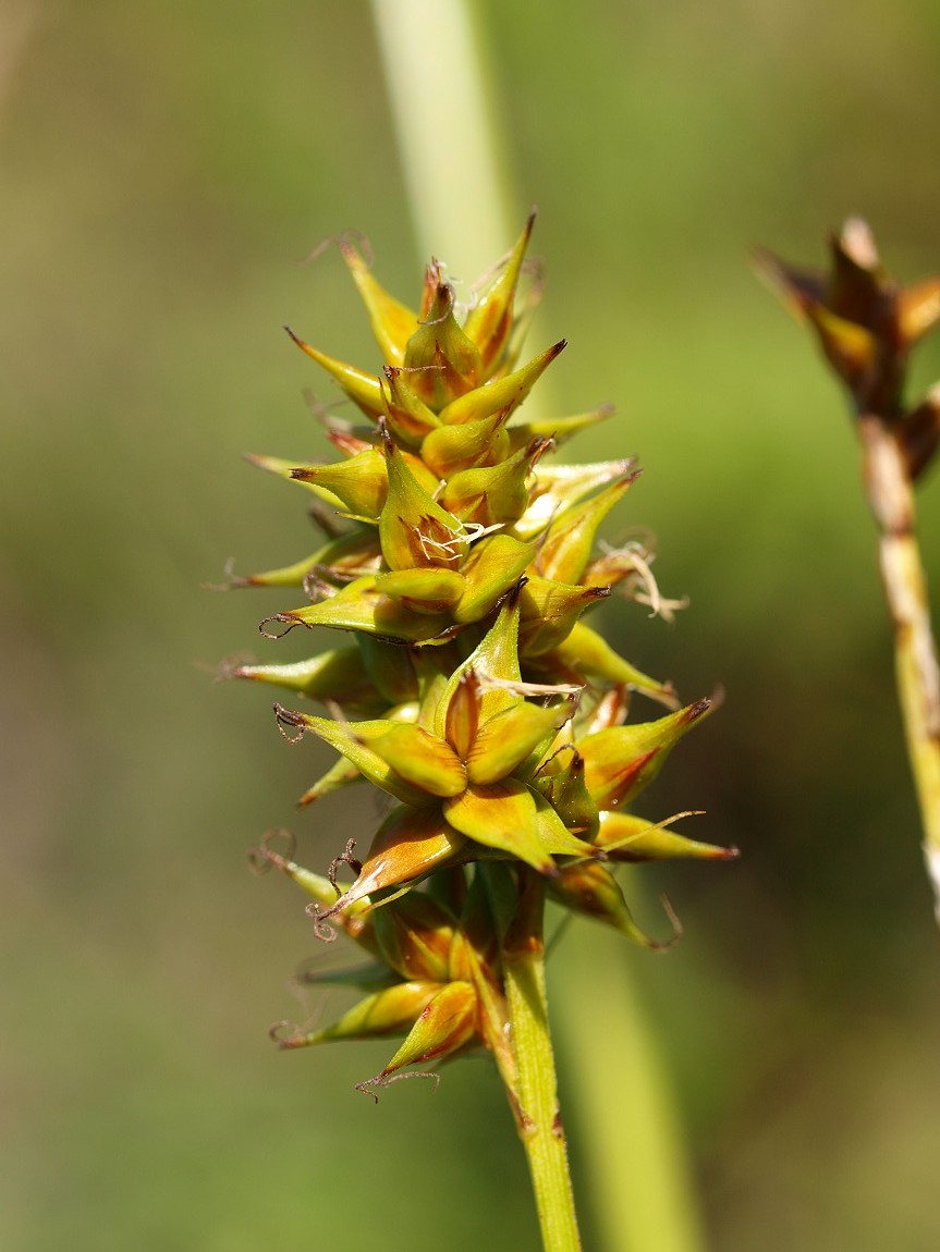 Изображение особи Carex spicata.