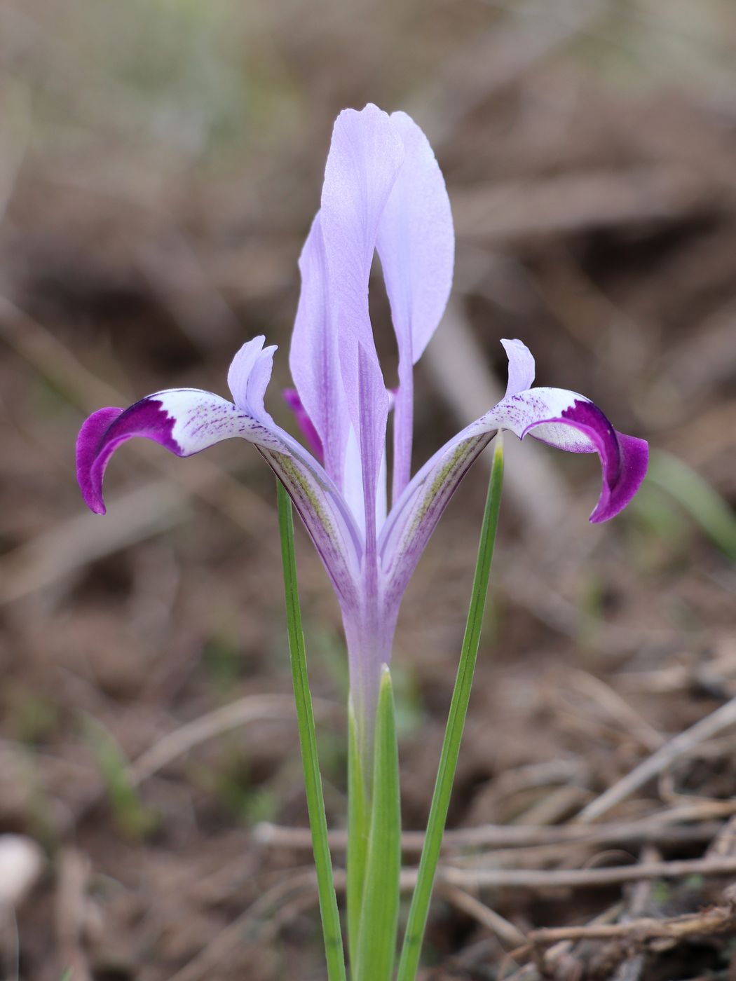 Изображение особи Iridodictyum kolpakowskianum.