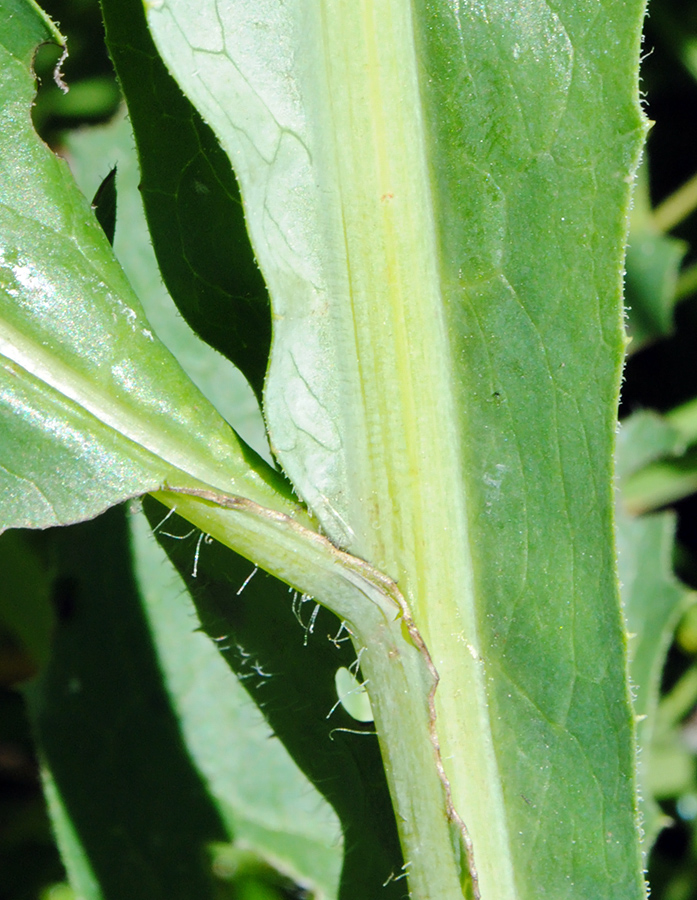 Image of Saussurea parviflora specimen.