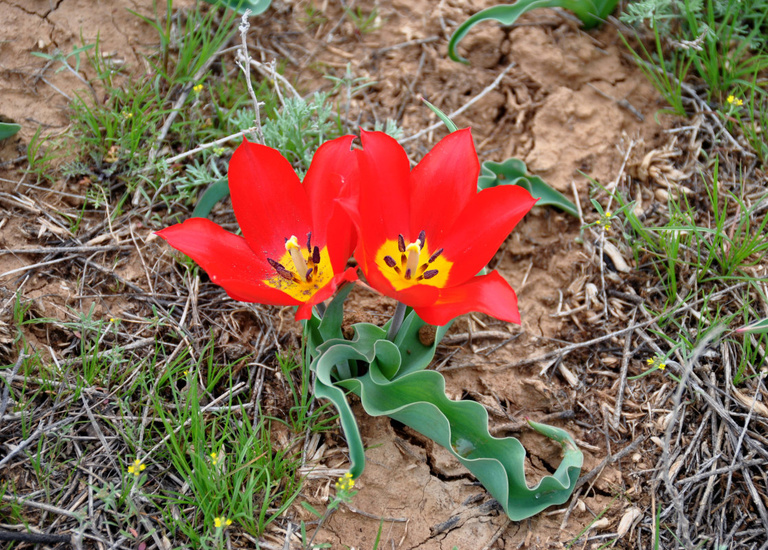 Image of Tulipa suaveolens specimen.