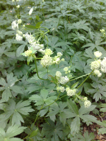 Image of Astrantia major specimen.