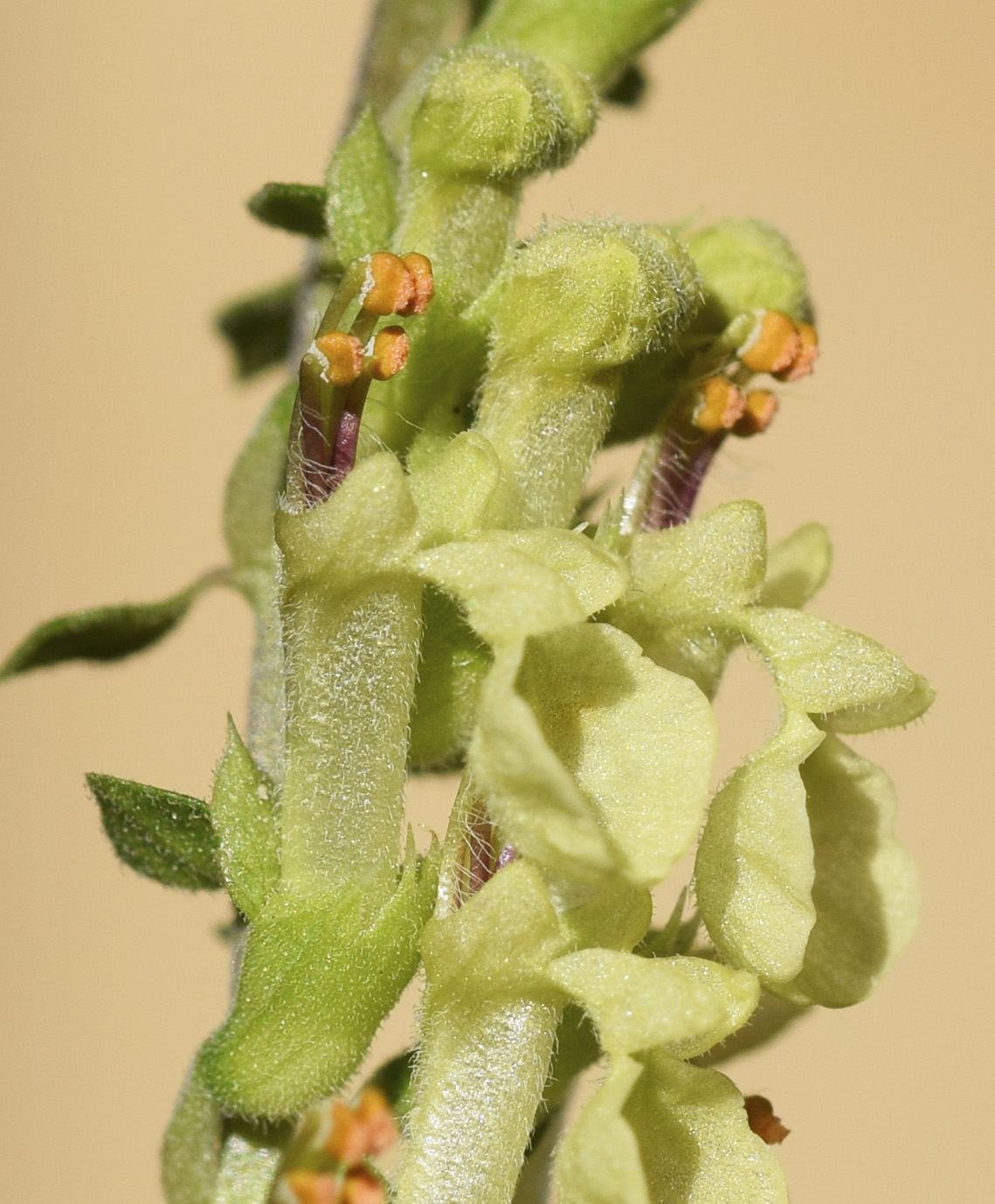 Изображение особи Teucrium scorodonia.