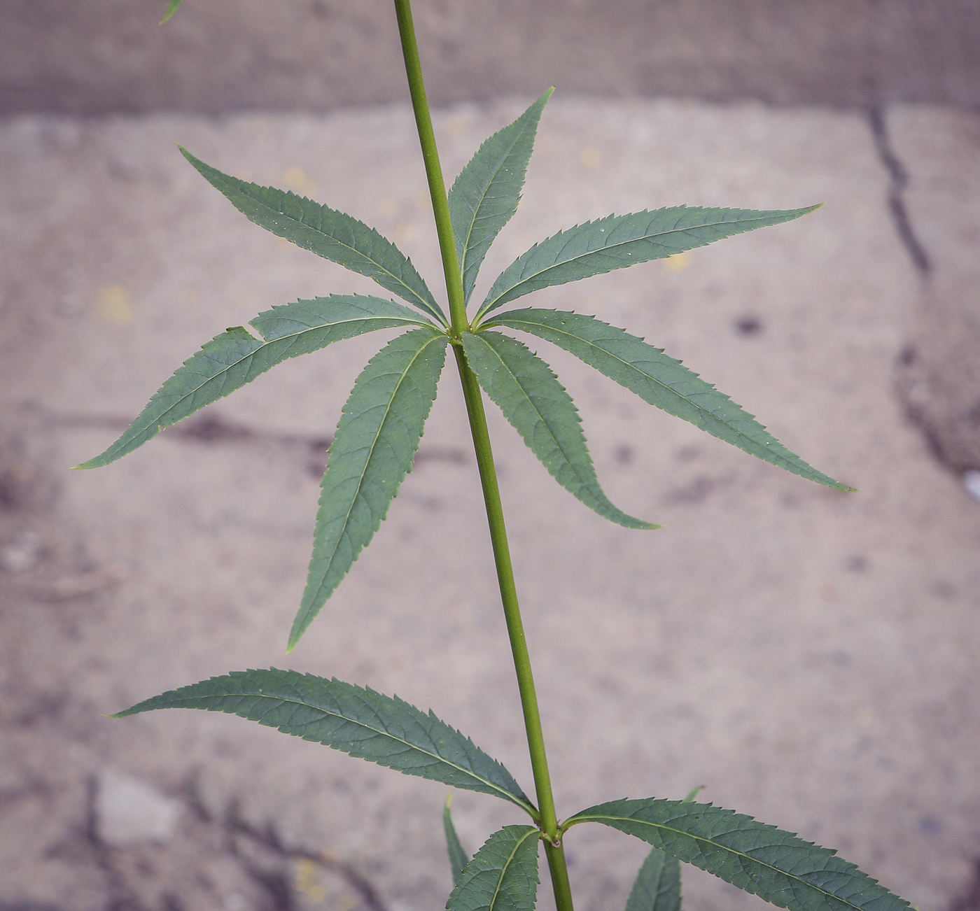 Image of Veronicastrum virginicum specimen.