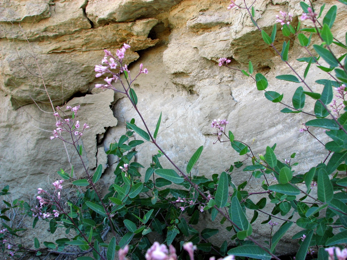 Image of Trachomitum sarmatiense specimen.