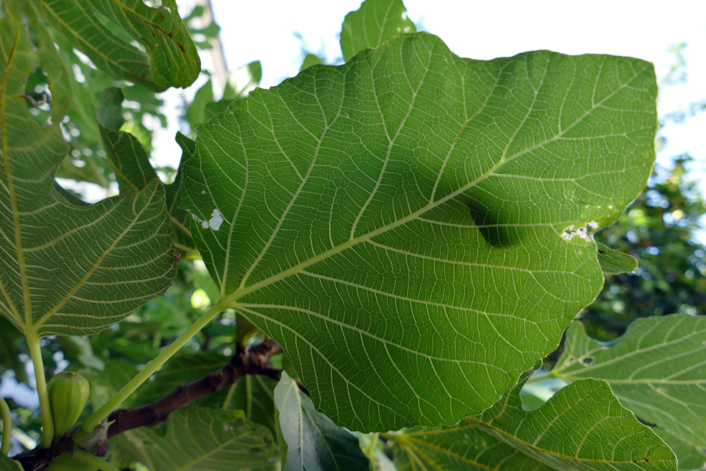 Изображение особи Ficus carica.