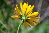 Tragopogon altaicus. Соцветие (вид со стороны обёртки). Алтай, Шебалинский р-н, окр. с. Шебалино, берег р. Сема, у воды. 30.06.2021.