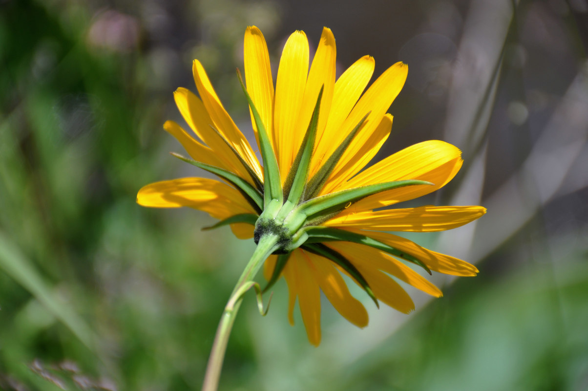 Изображение особи Tragopogon altaicus.