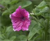 Petunia &times; hybrida