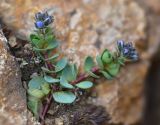 Veronica glareosa