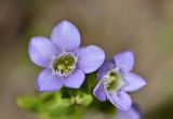 Gentianella caucasea. Цветки. Республика Северная Осетия-Алания, Ирафский р-н, Большой Кавказ, восточный склон хр. Стурфарс, у тропы подъёма на пер. Дунта, ≈ 2255 м н.у.м., субальпийский луг. 06.07.2021.