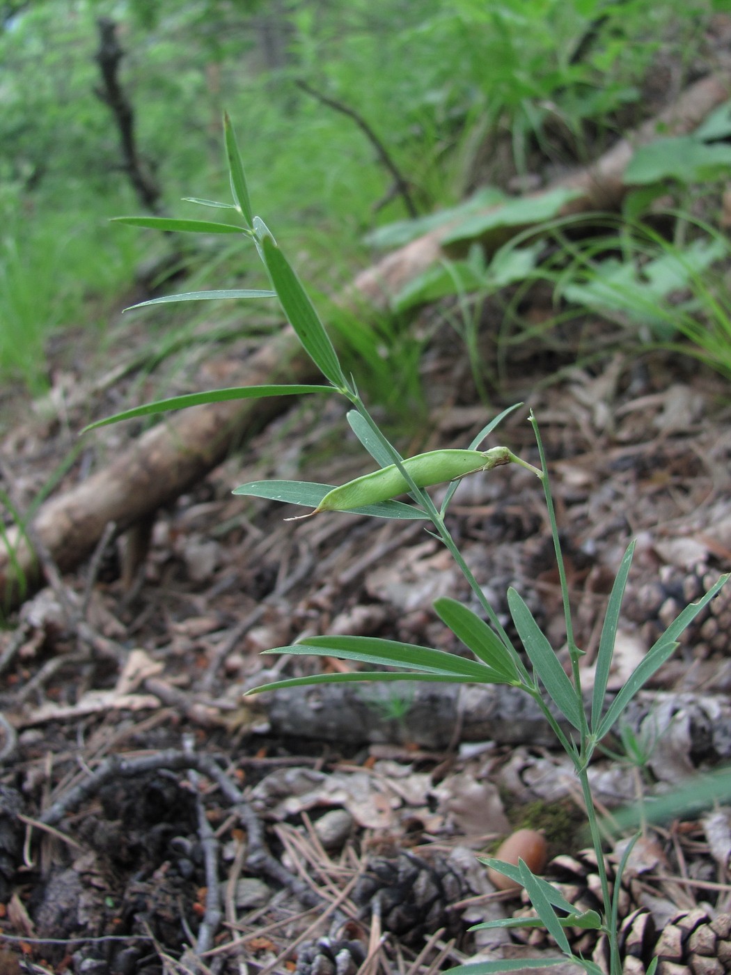 Изображение особи Lathyrus cyaneus.