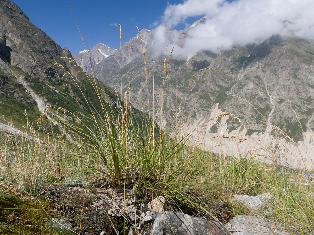 Image of Festuca caucasica specimen.