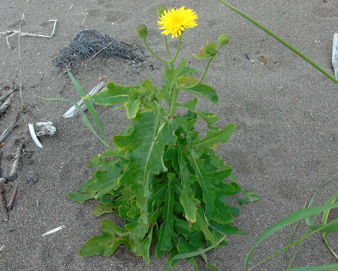 Изображение особи Sonchus arenicola.