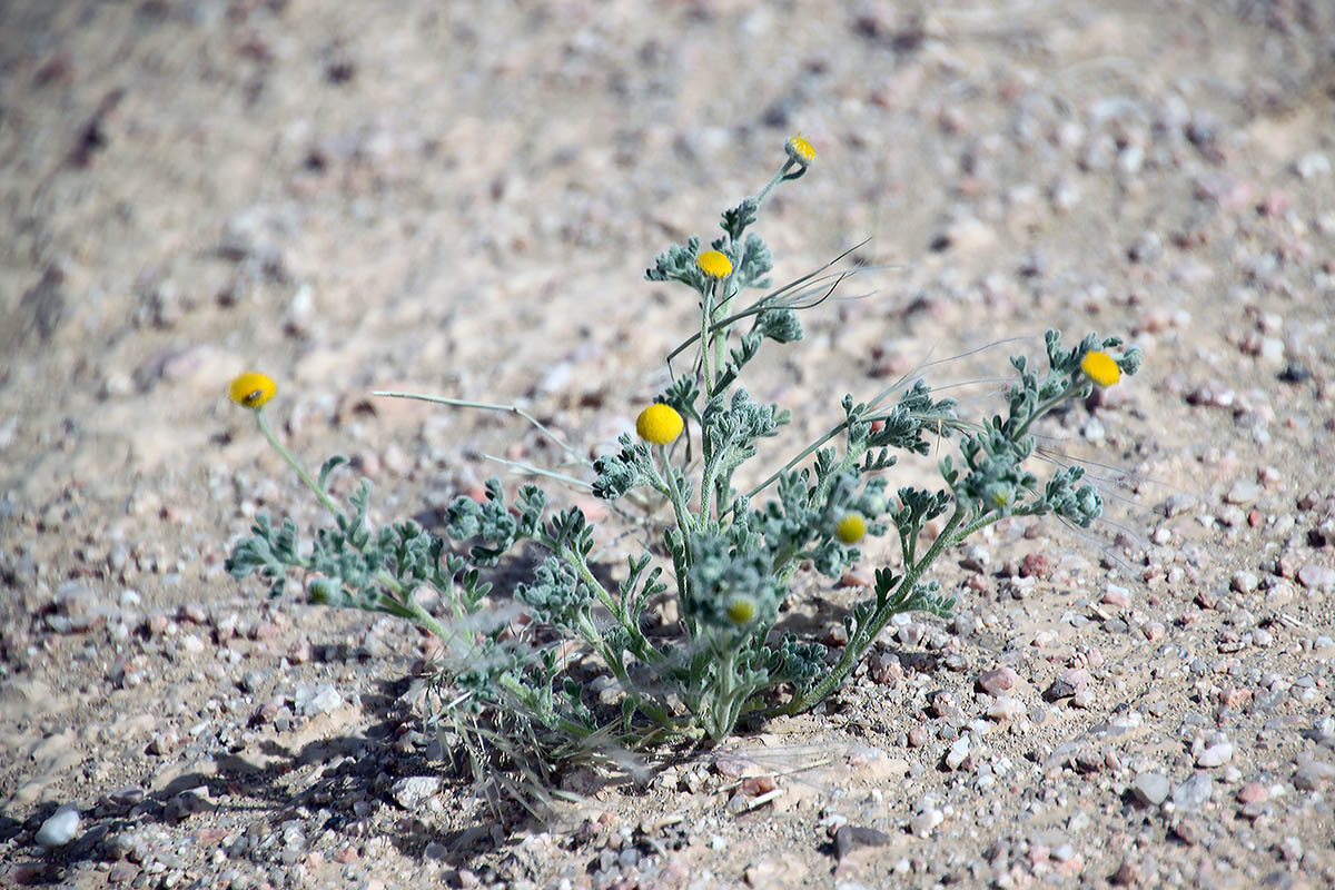 Изображение особи семейство Asteraceae.