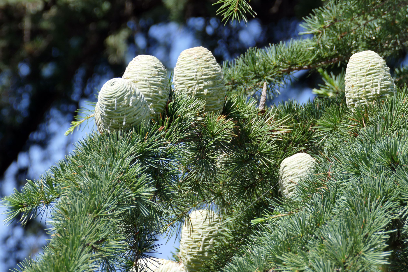 Изображение особи Cedrus deodara.