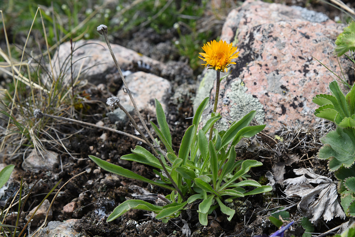 Image of Erigeron aurantiacus specimen.